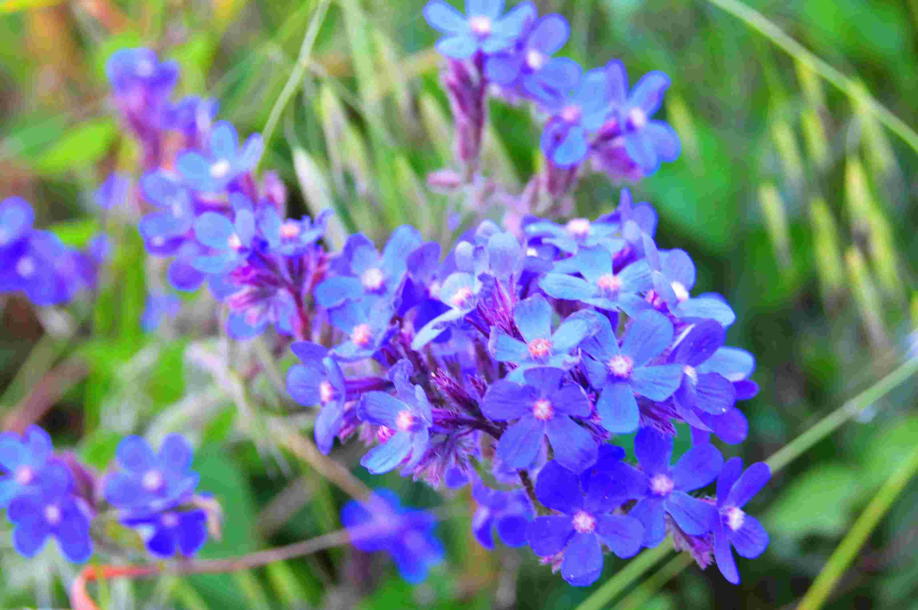 Anchusa azurea / Buglossa azzurra